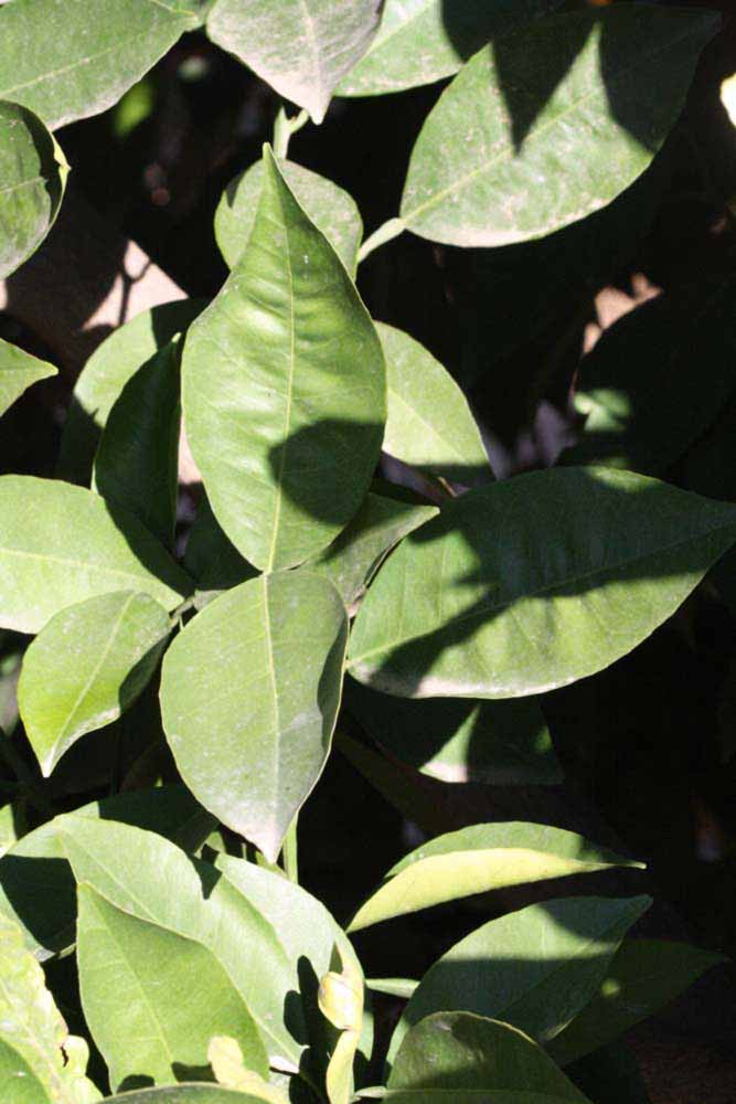            Sun leaves (Riverside, CA)   